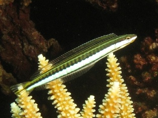 Platrogiemus tapinosoma